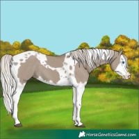 Horse Color:Silver Grullo Splash Tobiano 