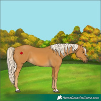 Horse Color:Palomino 