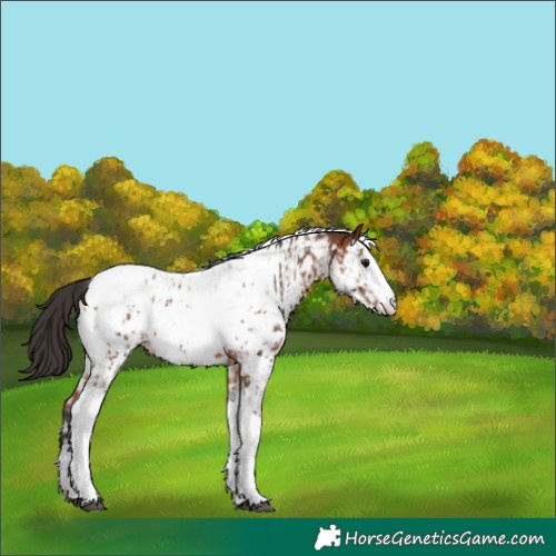 Horse Color:Bay Splash Tobiano Appaloosa and Bay Splash Tobiano Appaloosa