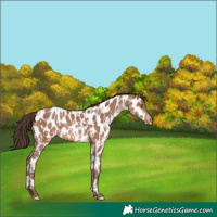 Horse Color:Sable Champagne Near Leopard  and Sable Champagne Near Leopard 