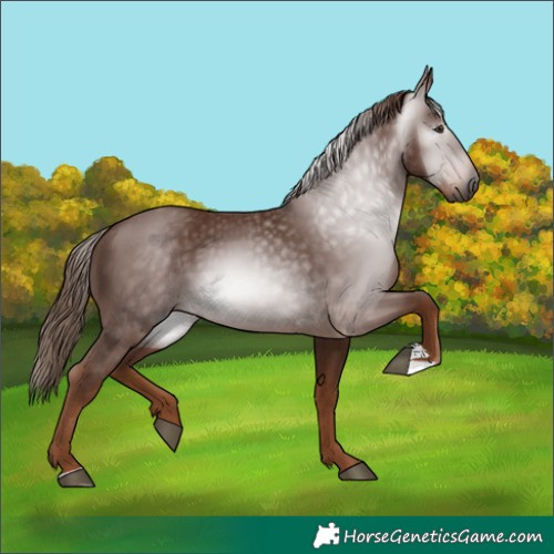 Horse Color:Gray Chestnut 