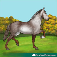 Horse Color:Gray Chestnut 