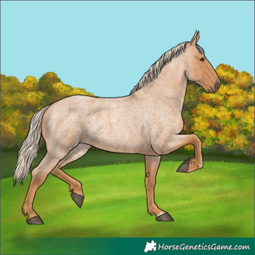 Horse Color:Red Roan