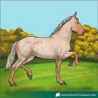 Horse Color:Red Roan 