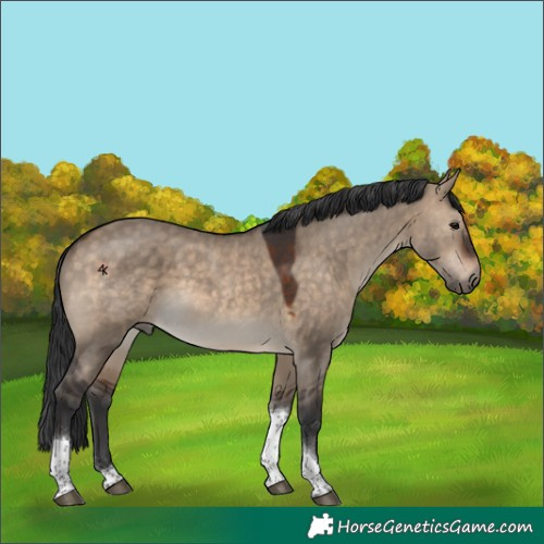 Horse Color:Brown Dun Tobiano