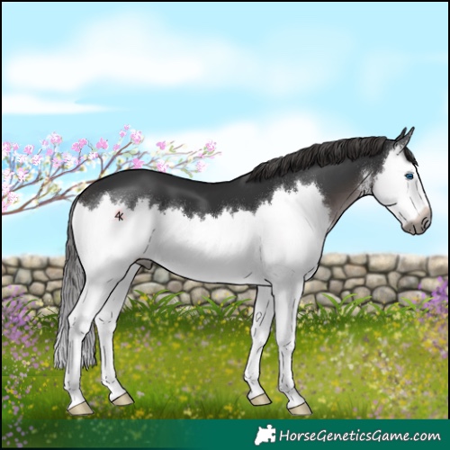 Horse Color:Gray Platinum White Spotted Liver Chestnut Splash 