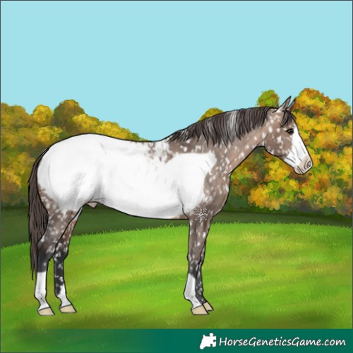 Horse Color:Brown Dun Frame Appaloosa 