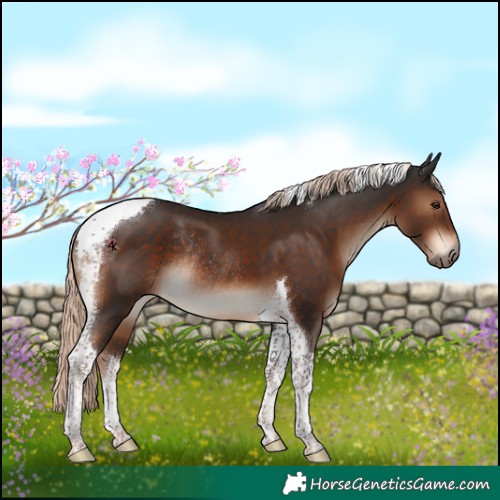 Horse Color:Liver Chestnut Tobiano Rabicano 