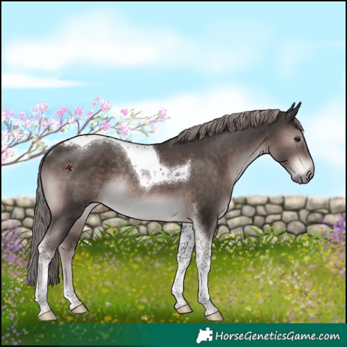 Horse Color:Platinum Liver Chestnut Tobiano Rabicano