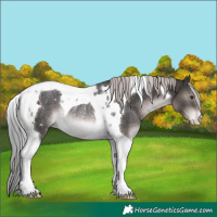 Horse Color:Platinum Liver Chestnut Tobiano Rabicano