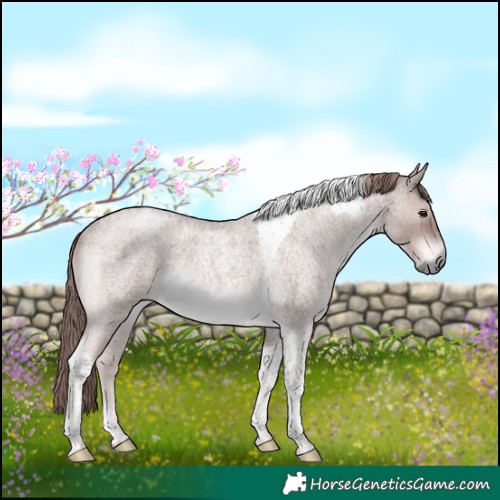 Horse Color:Platinum Red Roan Tobiano Rabicano 