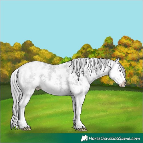 Horse Color:Black Chinchilla Pearl Sabino Splash 