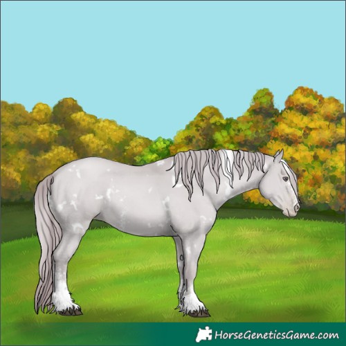 Horse Color:White Spotted Chocolate Black Chinchilla Pearl Sabino 