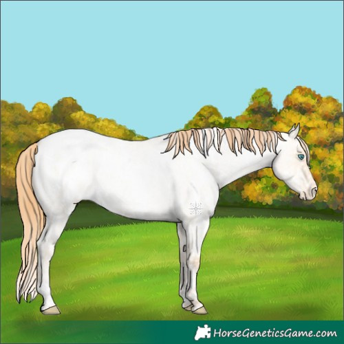 Horse Color:White Spotted Buckskin Roan Pearl Dun Appaloosa 