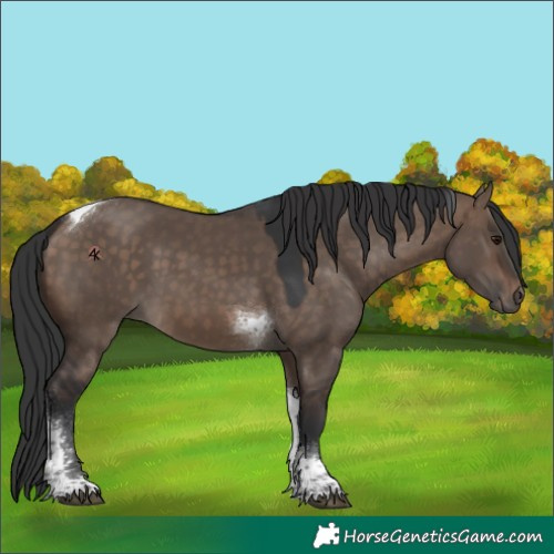 Horse Color:Brown Dun Tobiano 