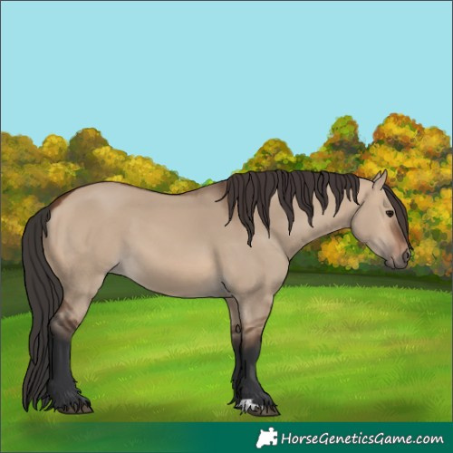 Horse Color:Brown Dun 