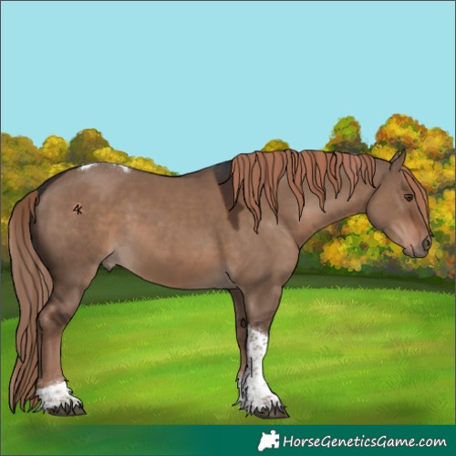 Horse Color:Liver Red Dun Tobiano 
