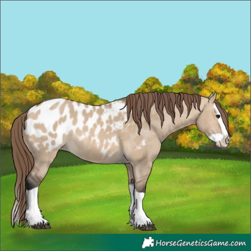 Horse Color:Bay Dun Splash Appaloosa 