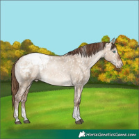Horse Color:Brown Pearl Dun Sabino Appaloosa