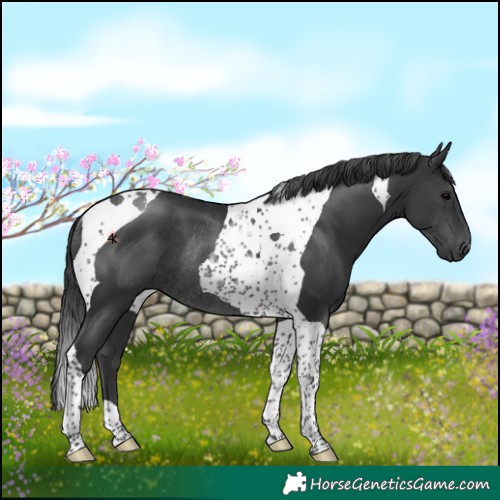 Horse Color:Black Tobiano Rabicano 