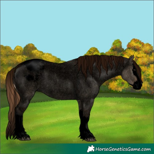 Horse Color:Void Bay Roan Dun Splash Appaloosa 
