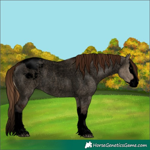 Horse Color:Void Bay Roan Dun Splash Appaloosa 