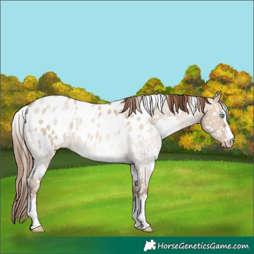 Horse Color:White Spotted Brown Pearl Dun Appaloosa 