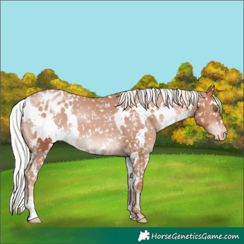 Horse Color:White Spotted Silver Bay Pearl Appaloosa 