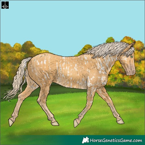 Horse Color:Gold Cream Champagne Appaloosa  and Gold Cream Champagne 