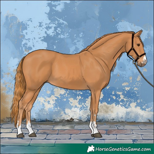 Horse Color:Chestnut 