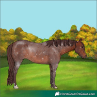 Horse Color:Chocolate Brown