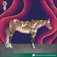 Horse Color:White Spotted Chocolate Brown Dun 