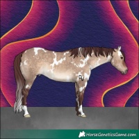 Horse Color:White Spotted Chocolate Brown Dun 