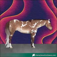Horse Color:White Spotted Chocolate Brown Dun