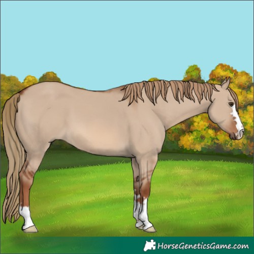 Horse Color:Red Dun