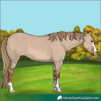 Horse Color:Red Dun 