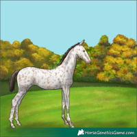 Horse Color:Amber Champagne Leopard  and Amber Champagne Near Leopard 
