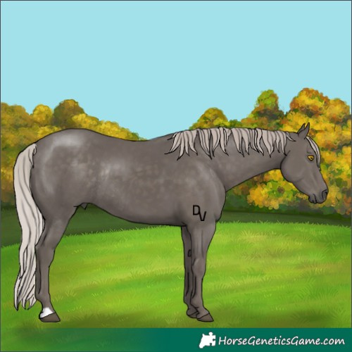 Horse Color:Silver Black Rabicano 