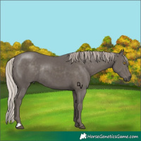Horse Color:Silver Black Rabicano 