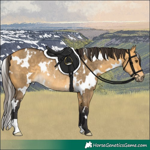 Horse Color:White Spotted Buckskin Dun Rabicano