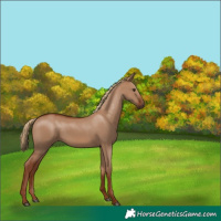 Horse Color:Red Dun 