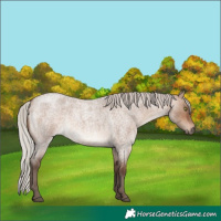 Horse Color:Silver Brown Roan Dun Rabicano 