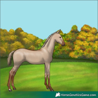 Horse Color:Red Dun 