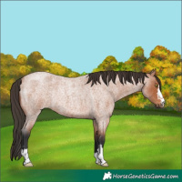 Horse Color:Bay Roan Rabicano 