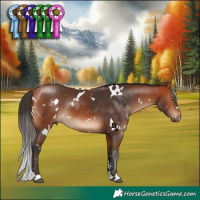 Horse Color:White Spotted Bay 