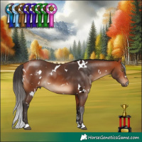 Horse Color:White Spotted Bay 