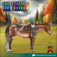 Horse Color:White Spotted Bay 
