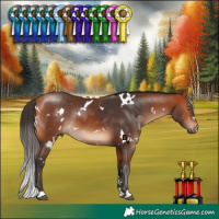 Horse Color:White Spotted Bay 