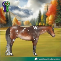 Horse Color:White Spotted Bay 