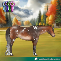 Horse Color:White Spotted Bay 